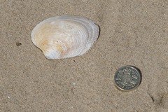 Cross-cut Carpet Shell