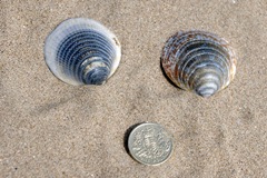 Dog Cockle