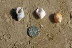 Dog Whelk