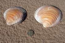 Iceland Cyprina