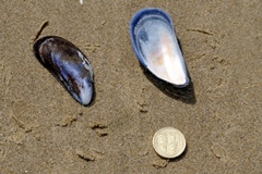 Common Mussel