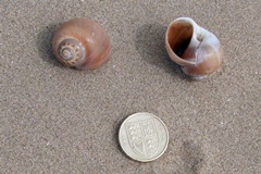 Large Necklace Shell