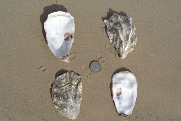 Pacific Oyster