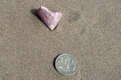 Painted Top Shell