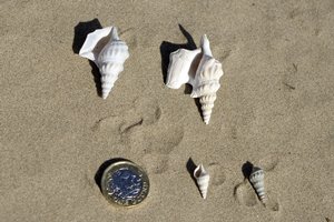 Pelican's Foot Shell