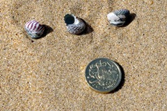 Purple Top Shell