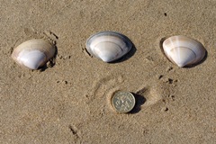 Rayed Trough Shell