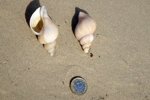 Red Whelk