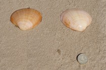 Smooth Clam