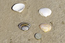 Thick Trough Shell