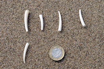 Common Tusk Shell