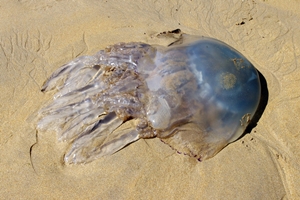 Barrel Jellyfish