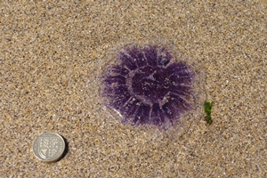 Blue Jellyfish