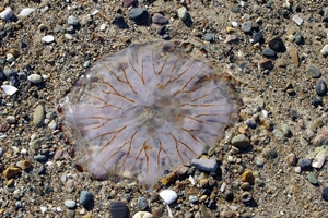 Compass Jellyfish