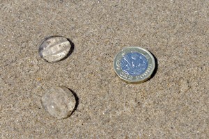 Sea Gooseberry