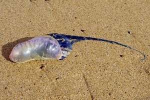 Portuguese man-o-war