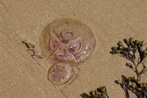 Moon Jellyfish