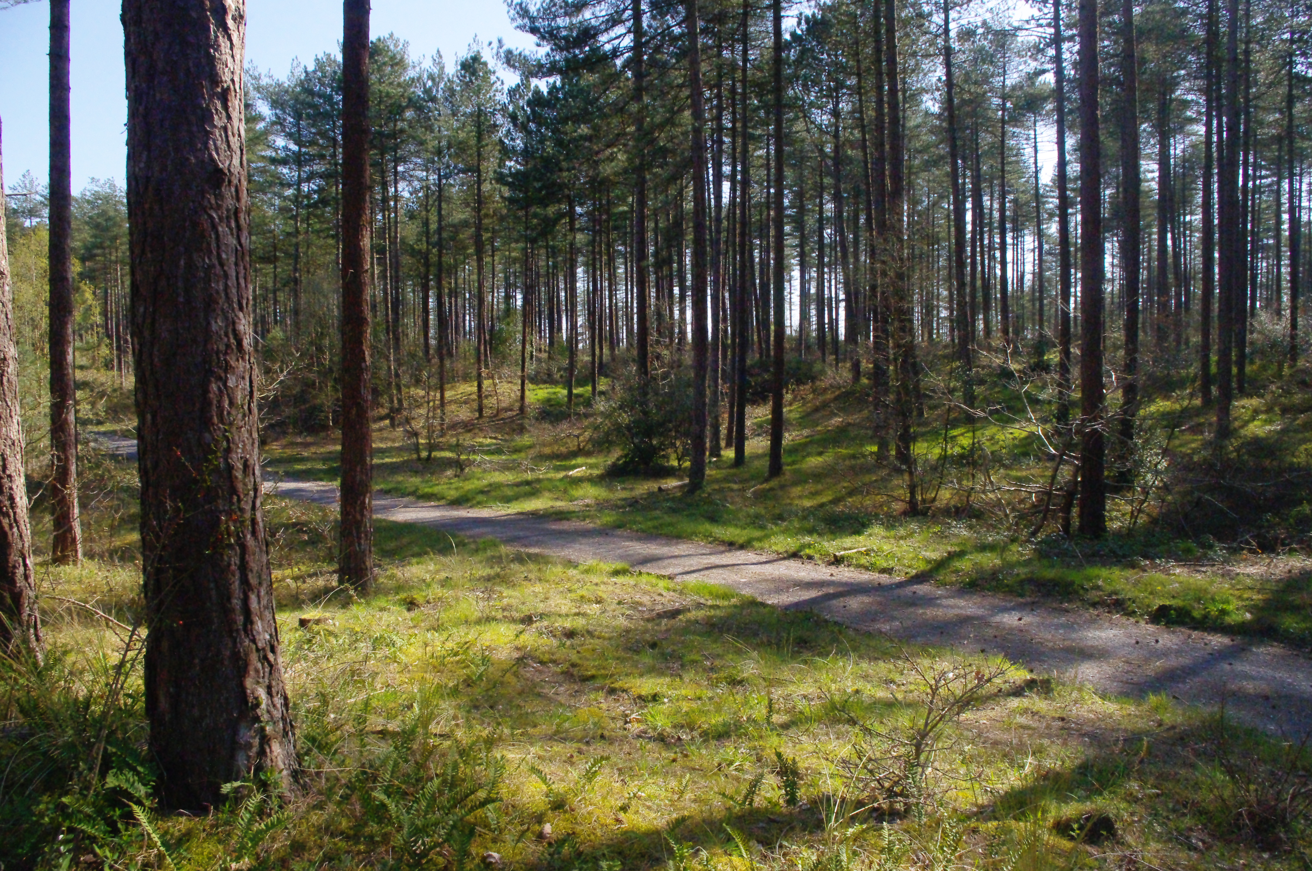 Pembrey Forest