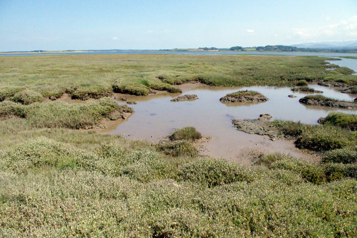 Saltmarsh