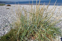 Lyme Grass